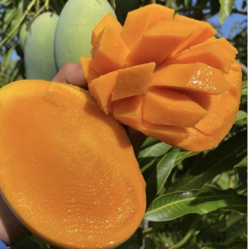 Malika Dwarf Mango Tree (Cold Hardy, 2-4 Ft) | Grafted