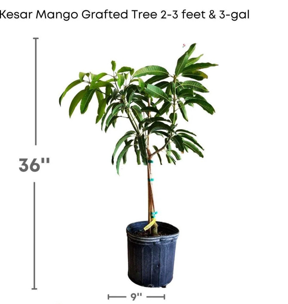 Kesar Mango Tree (Grafted, 2-4 Ft) | Queen of Mangoes