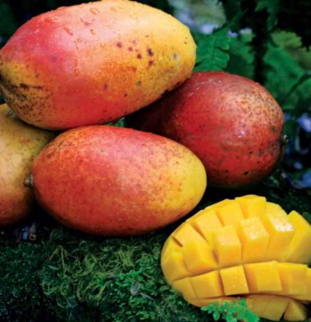 Kent Mango Tree (Fast Growing, 2-4 Ft) | Grafted, Ships to CA & PR
