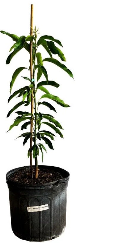 Cold-Hardy Glenn Mango Tree (2-4 Ft) | Ships to CA & PR