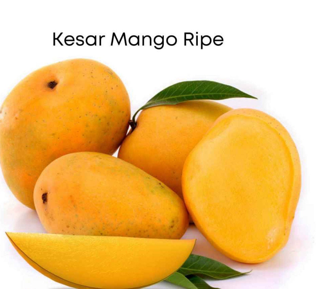 Kesar Mango Tree (Grafted, 2-4 Ft) | Queen of Mangoes