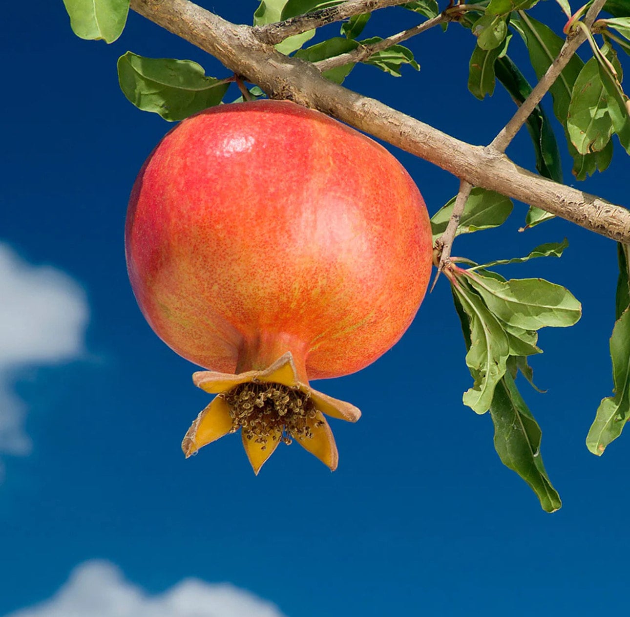 Wonderful Pomegranate Tree (3 Ft) | Grafted, Cold Hardy