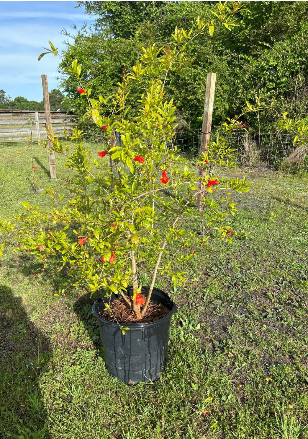 Wonderful Pomegranate Tree (3 Ft) | Grafted, Cold Hardy