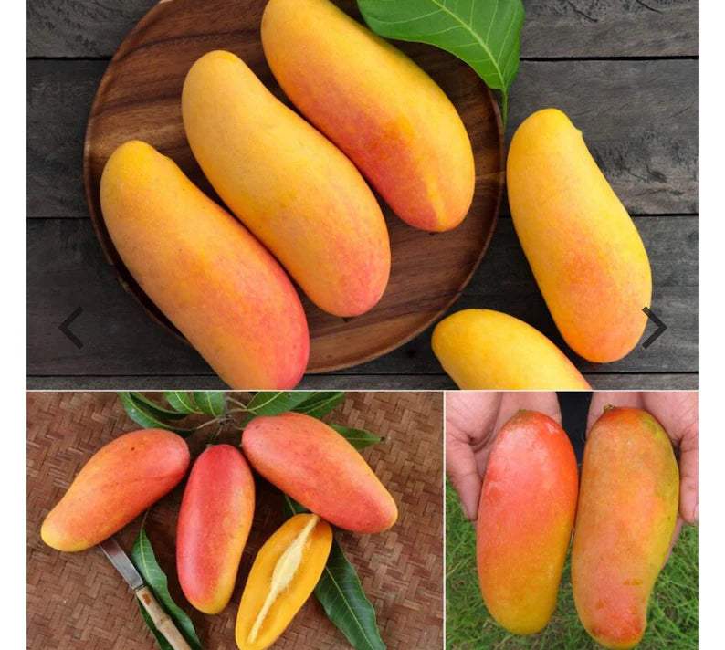 Maha Chanook Mango Tree (2-4 Ft) | Thai Grafted