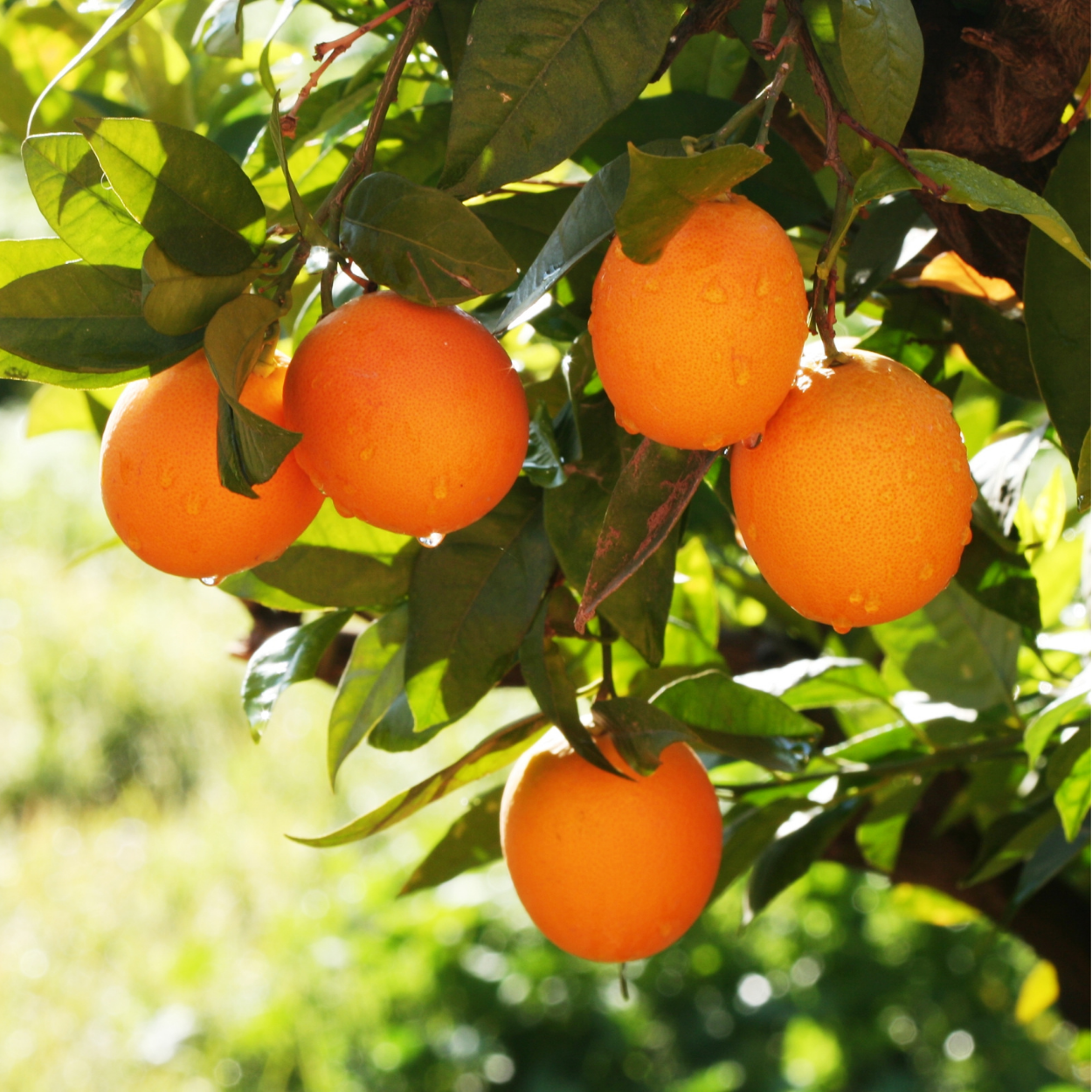 Citrus Trees