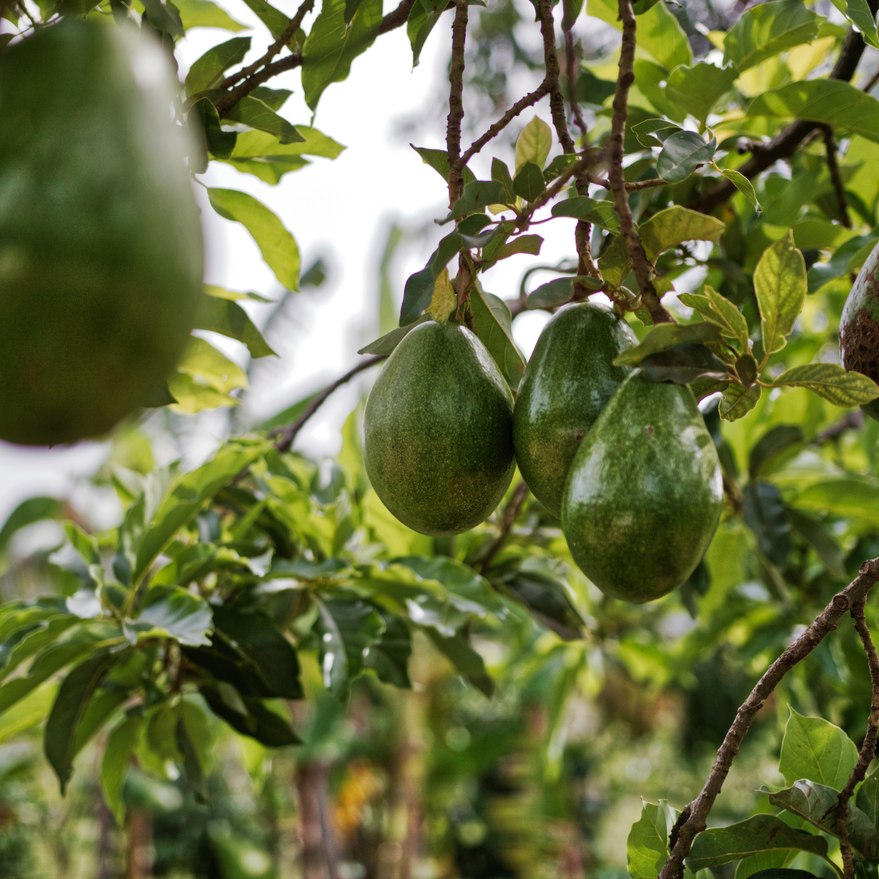 Avocado Trees