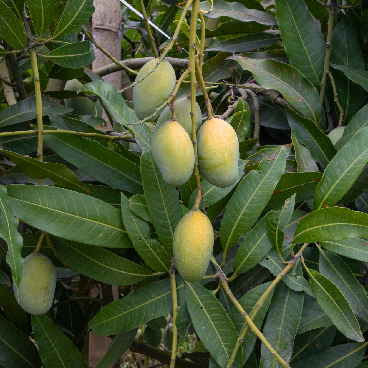 Mango Trees