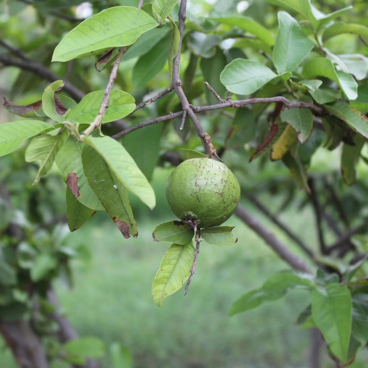 Guava Tree