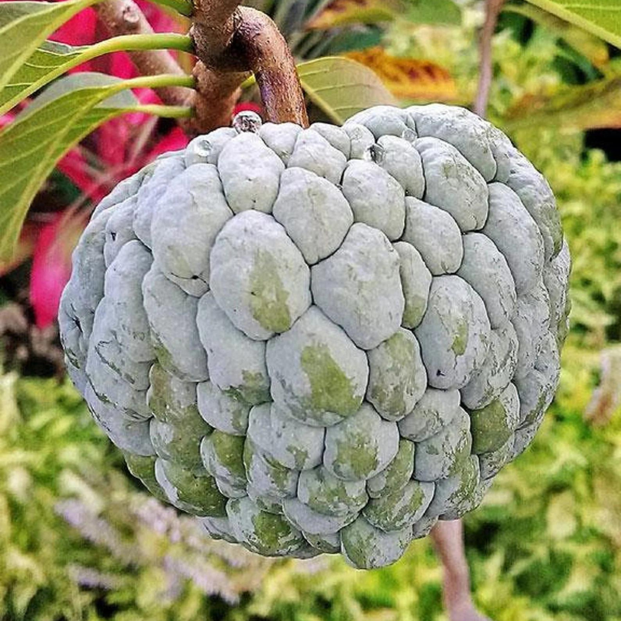 Sugar Apple Tree