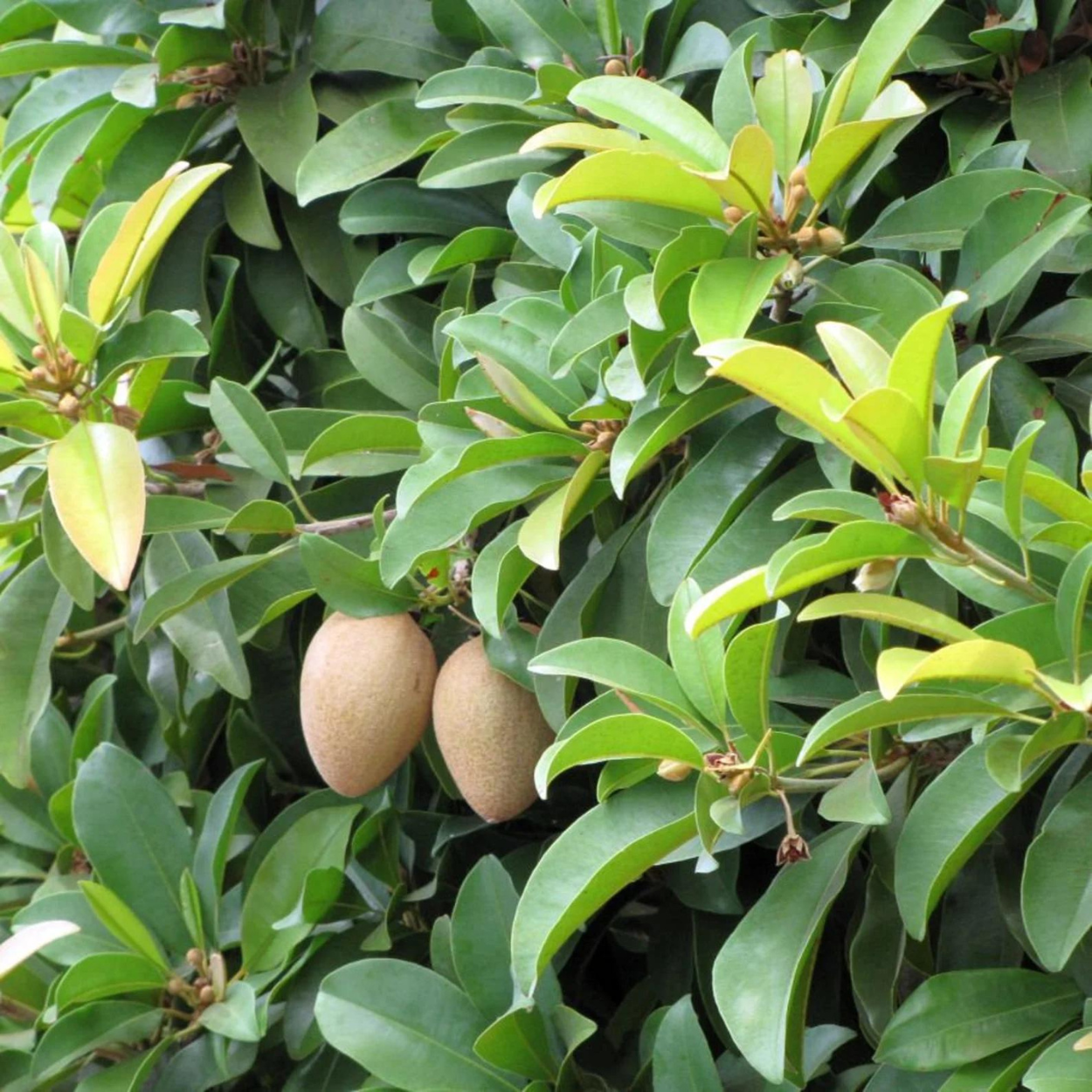 Sapote, soursop and sapodilla