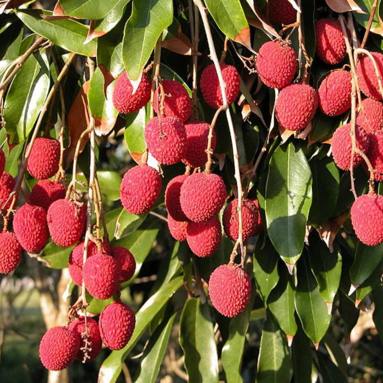 lychee Tree