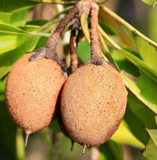 Sapodilla grafted tree 2-4ft-ship to all states