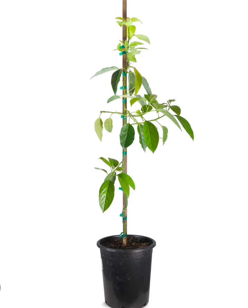 Mexicola Grande Avocado Tree (2-4 Ft) | Cold Hardy, Ships to CA & PR