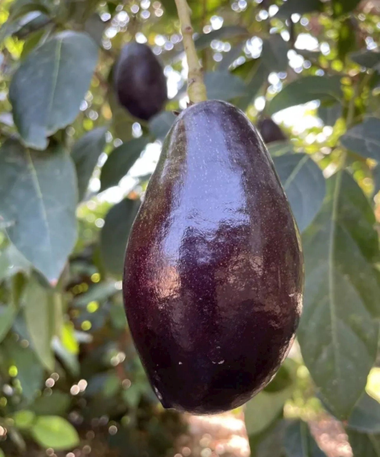 Mexicola Grande Avocado Tree (2-4 Ft) | Cold Hardy, Ships to CA & PR