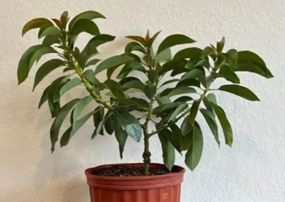 RUSSELL Long Neck Avocado Trees Buy From 2 to 4 ft tall. Organic.