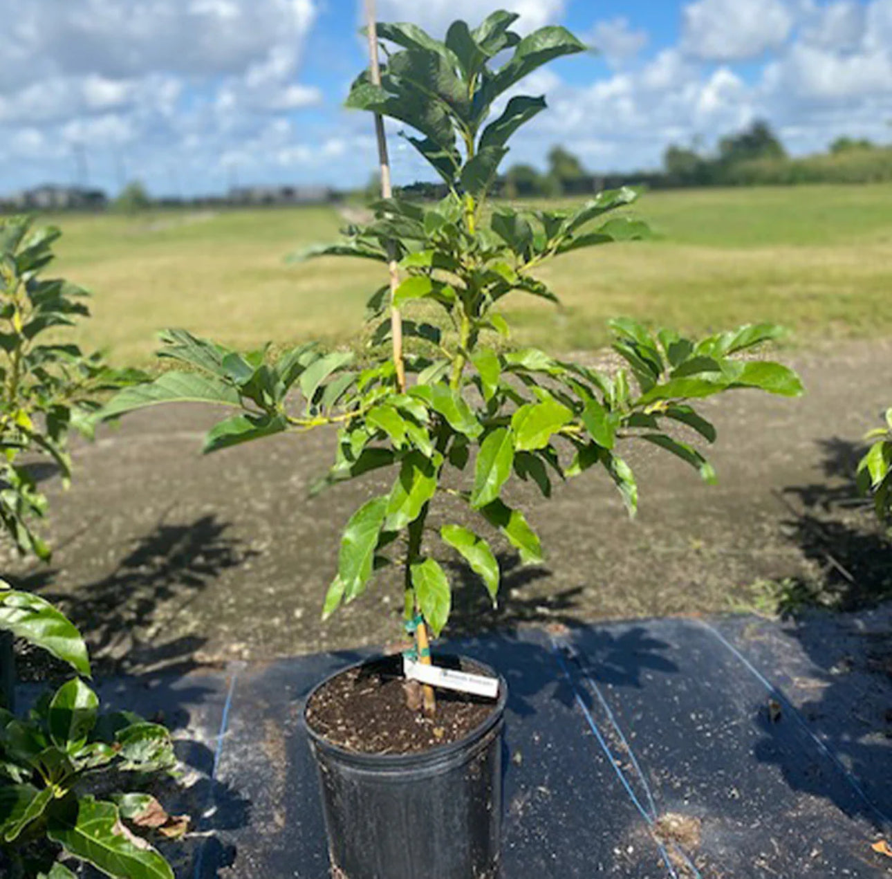 Simmonds Semi-Dwarf Avocado Tree (2-4 Ft) | Grafted