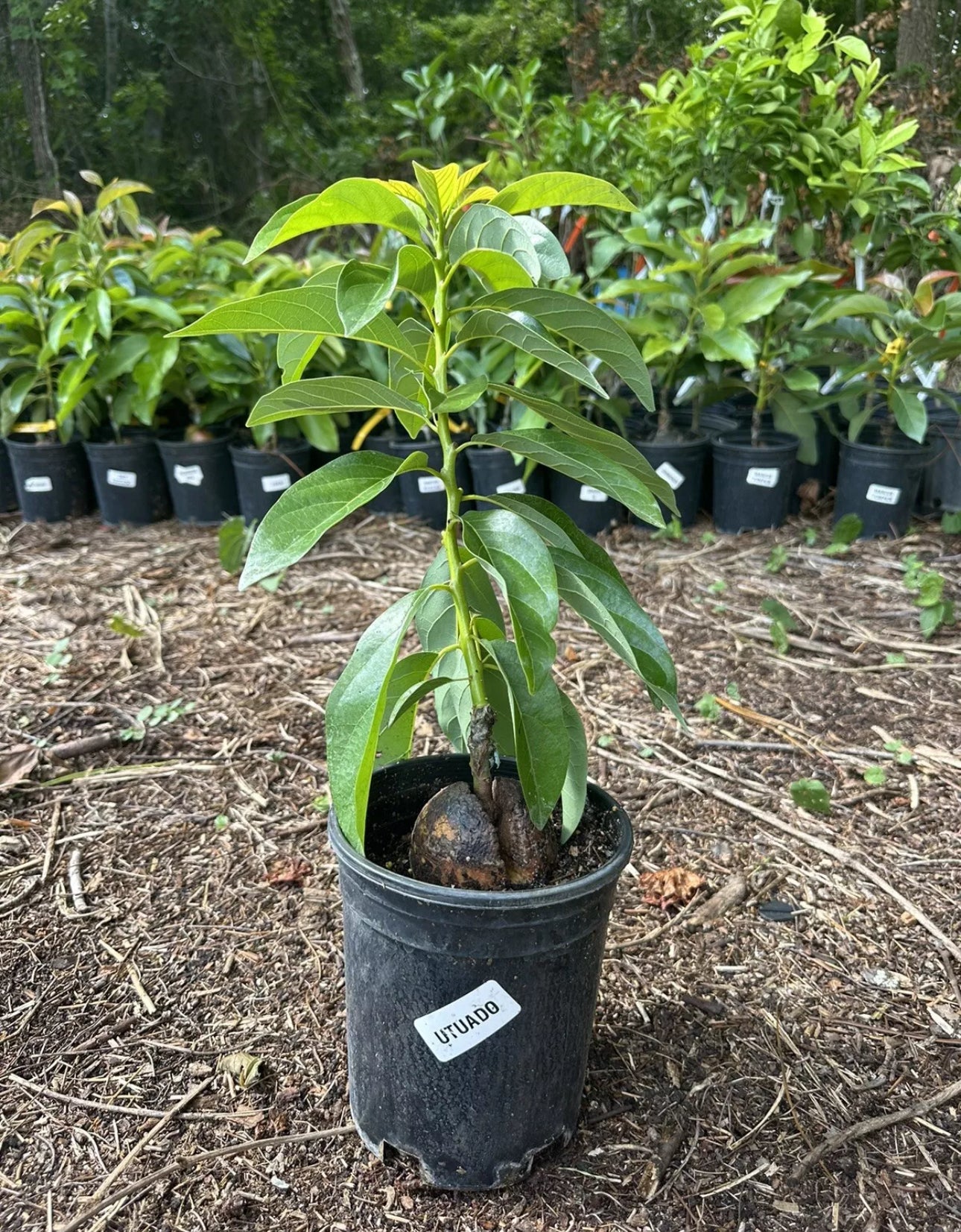 Utuado Dwarf Avocado Tree (2-4 Ft) | Grafted