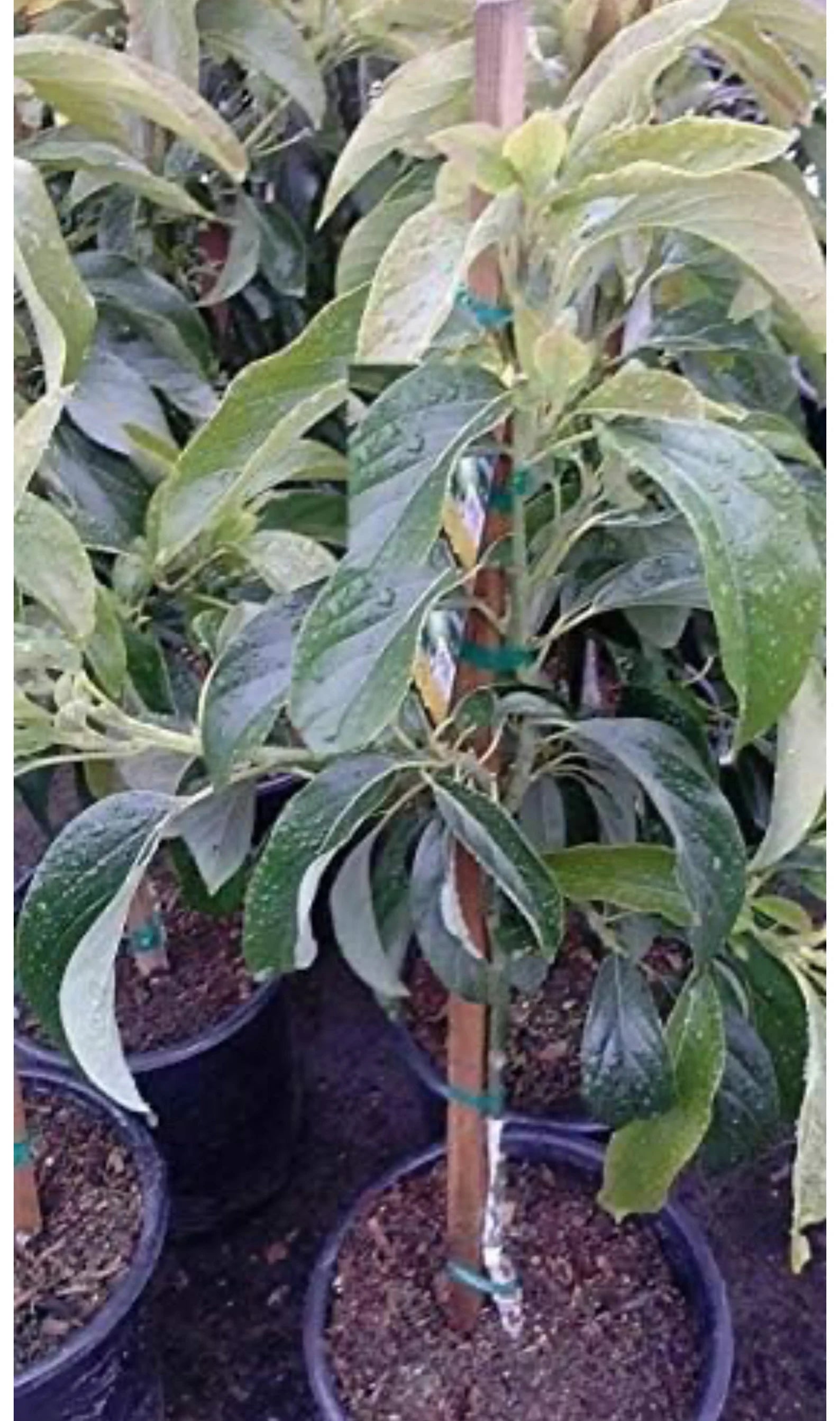 Hass Avocado Tree (2-4 Ft) | Grafted, Ships to CA & PR