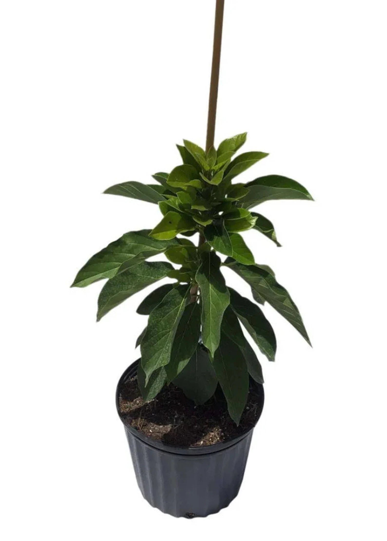 Thomson Red Avocado Tree (2-4 Ft) | Grafted for Early Yield