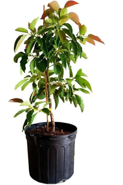 Monroe Avocado Tree From 2 to 4 feet tall. Ship to CA&PR