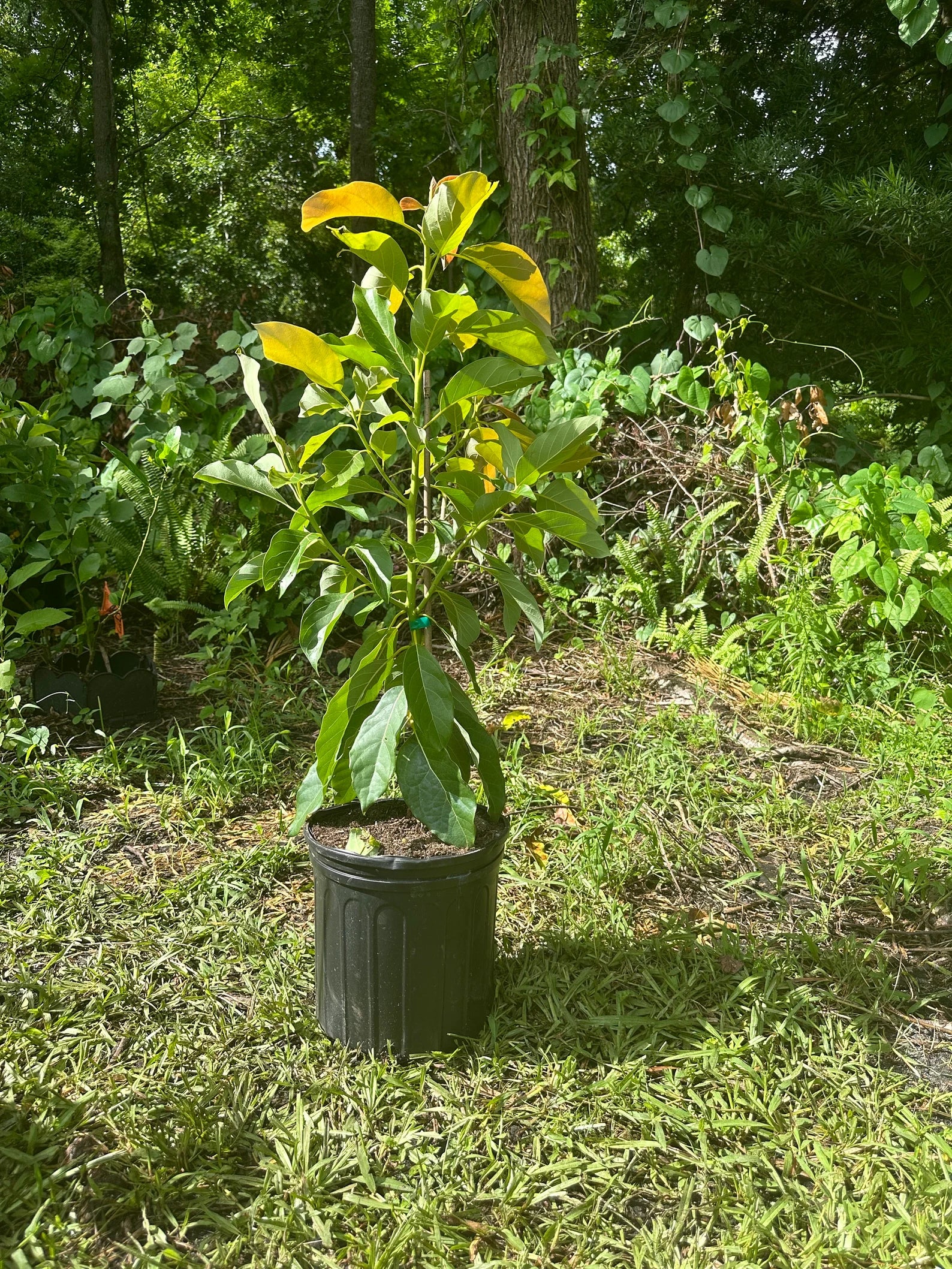 Maria Black Avocado Tree (2-4 Ft) | Grafted