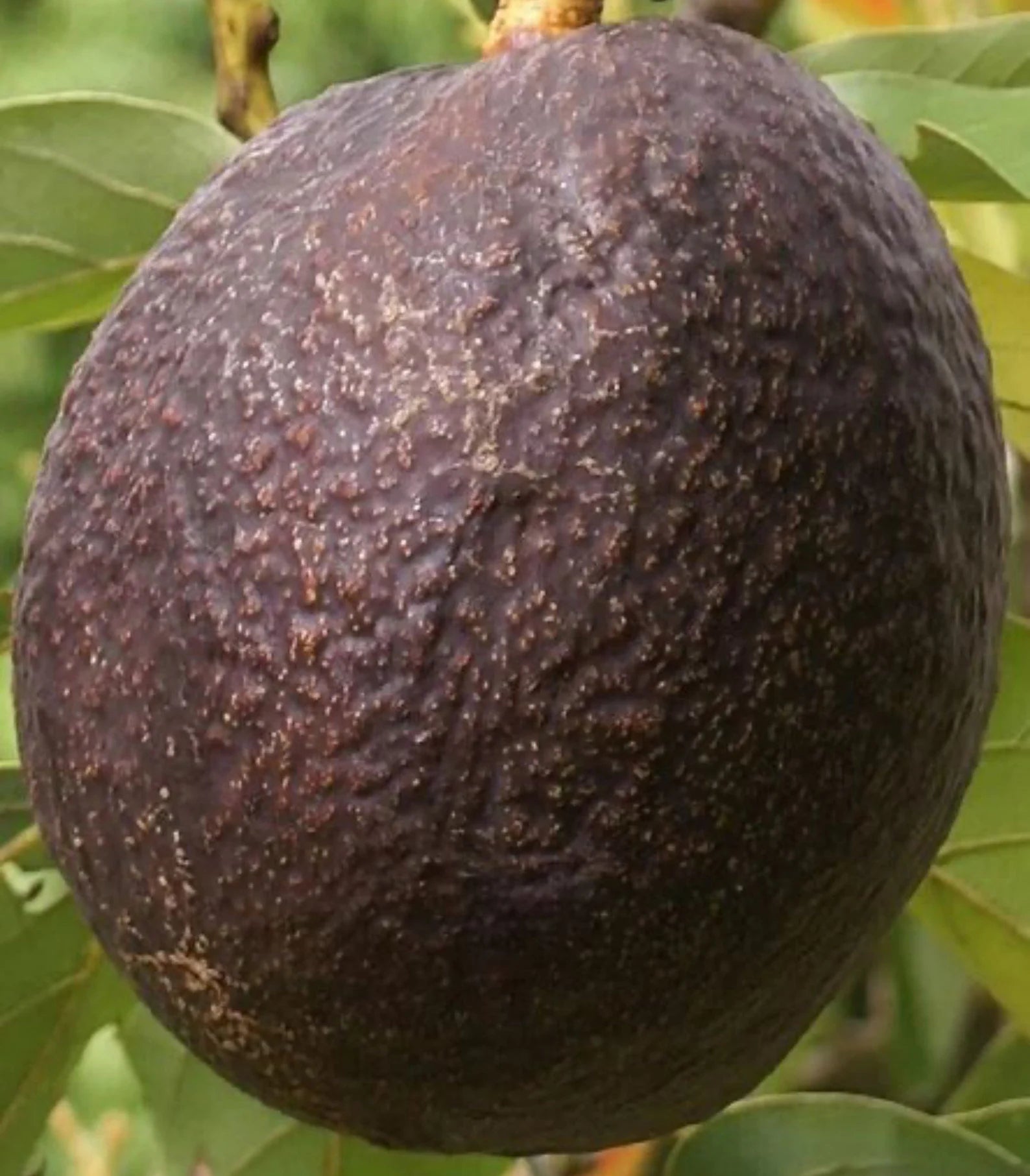 Maria Black Avocado Tree (2-4 Ft) | Grafted