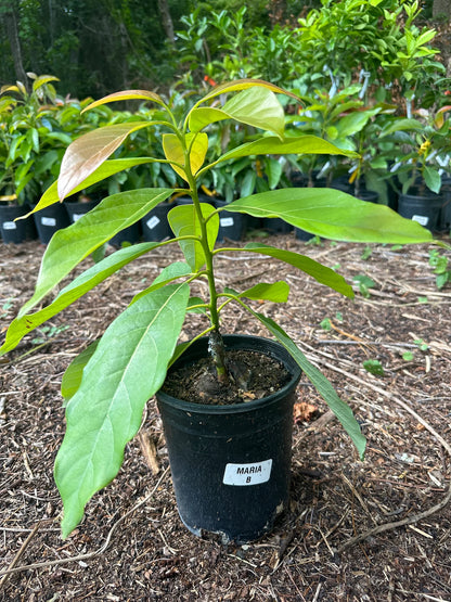 Maria Black Avocado Tree (2-4 Ft) | Grafted