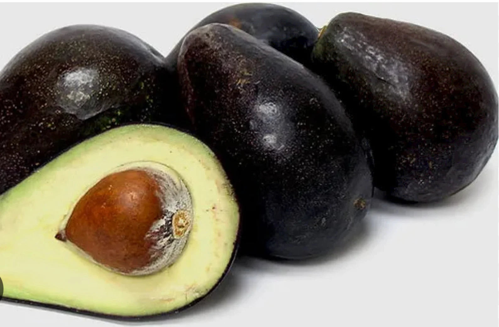 Oro Negro Avocado Tree (2-4 Ft) | Grafted