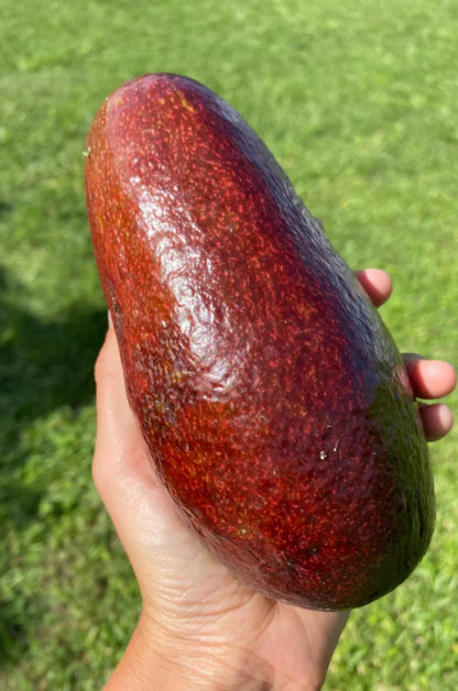 Thomson Red Avocado Tree (2-4 Ft) | Grafted for Early Yield