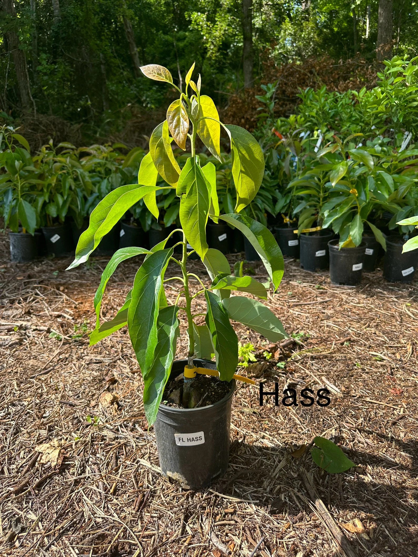 Hass Avocado Tree (2-4 Ft) | Grafted, Ships to CA & PR