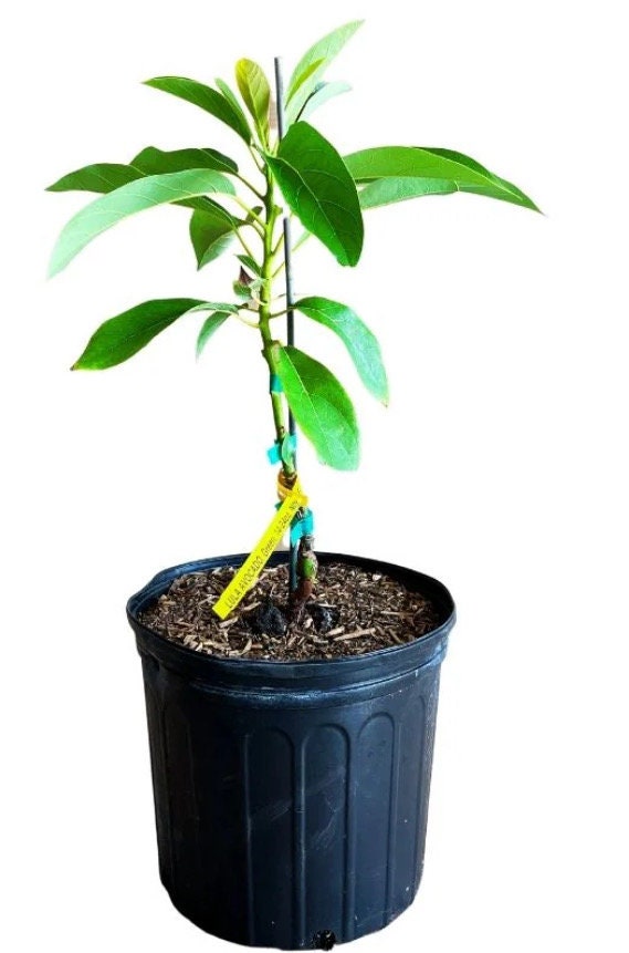 Lula Avocado Tree (2-3 Ft) | Grafted, Indoor/Outdoor