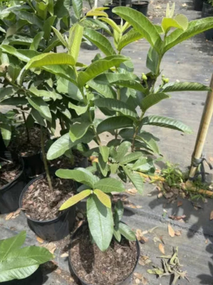 Ruby Supreme Red Guava tree 2-4ft tall with( Air layer tree). Ships To All State