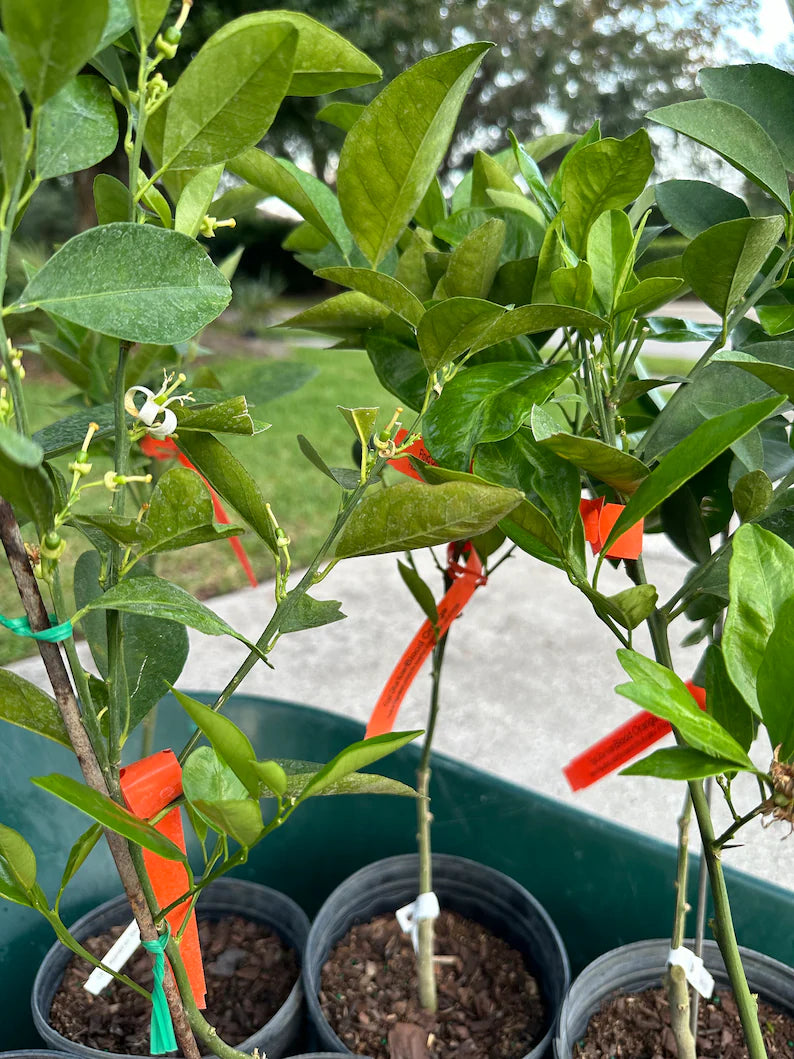 Ponkan Tangerine Tree (2-4 Ft) | Grafted, Easy Care