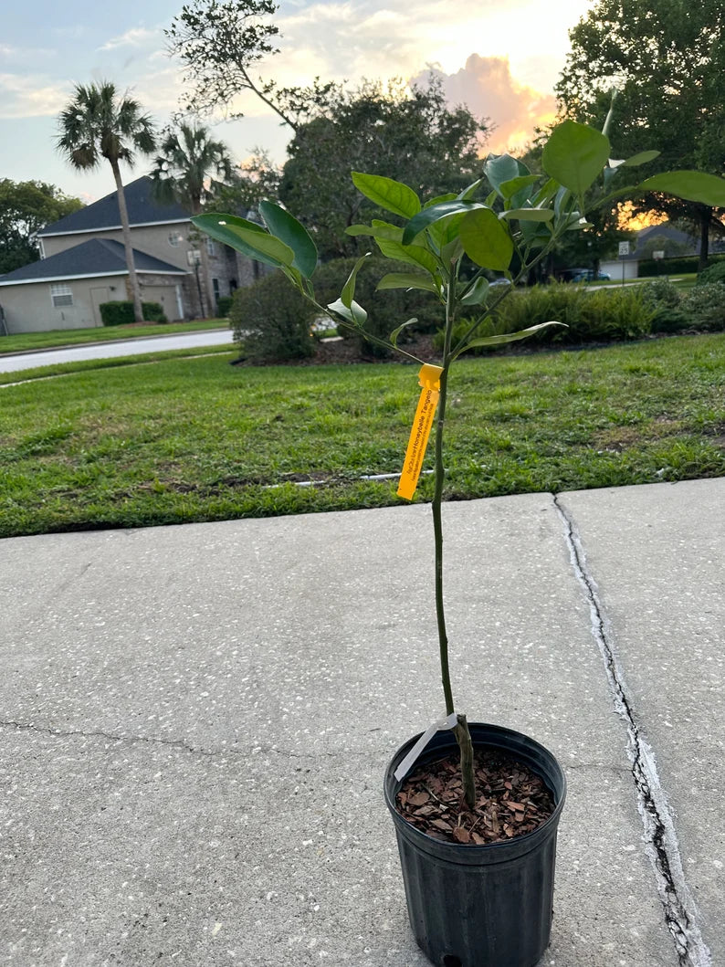 Red Mineola Tangelo Tree (2-4 Ft) | Grafted, Honeybell Citrus