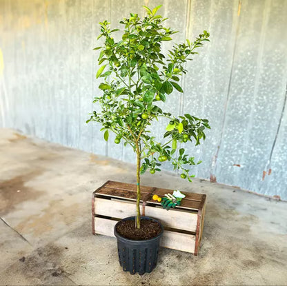 Buy Calamondin Orange Tree (2-4 Ft) | Ships to CA & PR