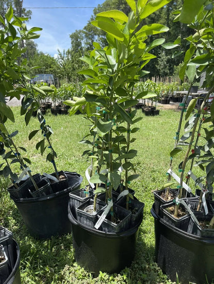 Cara Cara Navel Orange Tree (Dwarf, 2-3 Ft) | Grafted