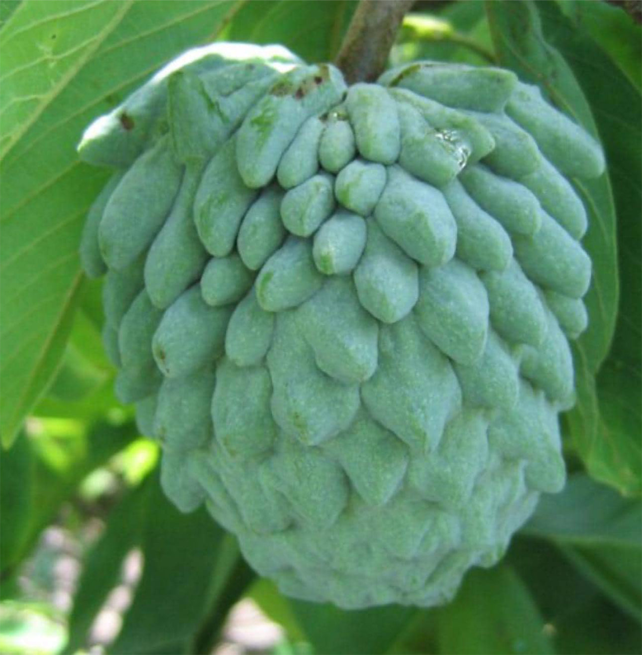 Buy Grafted Atemoya Tree (2-4 Ft) | Nationwide Shipping
