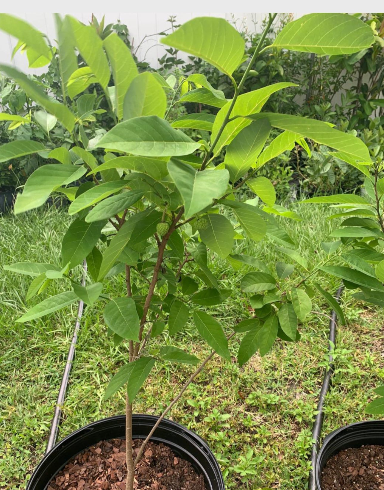 Buy Grafted Atemoya Tree (2-4 Ft) | Nationwide Shipping