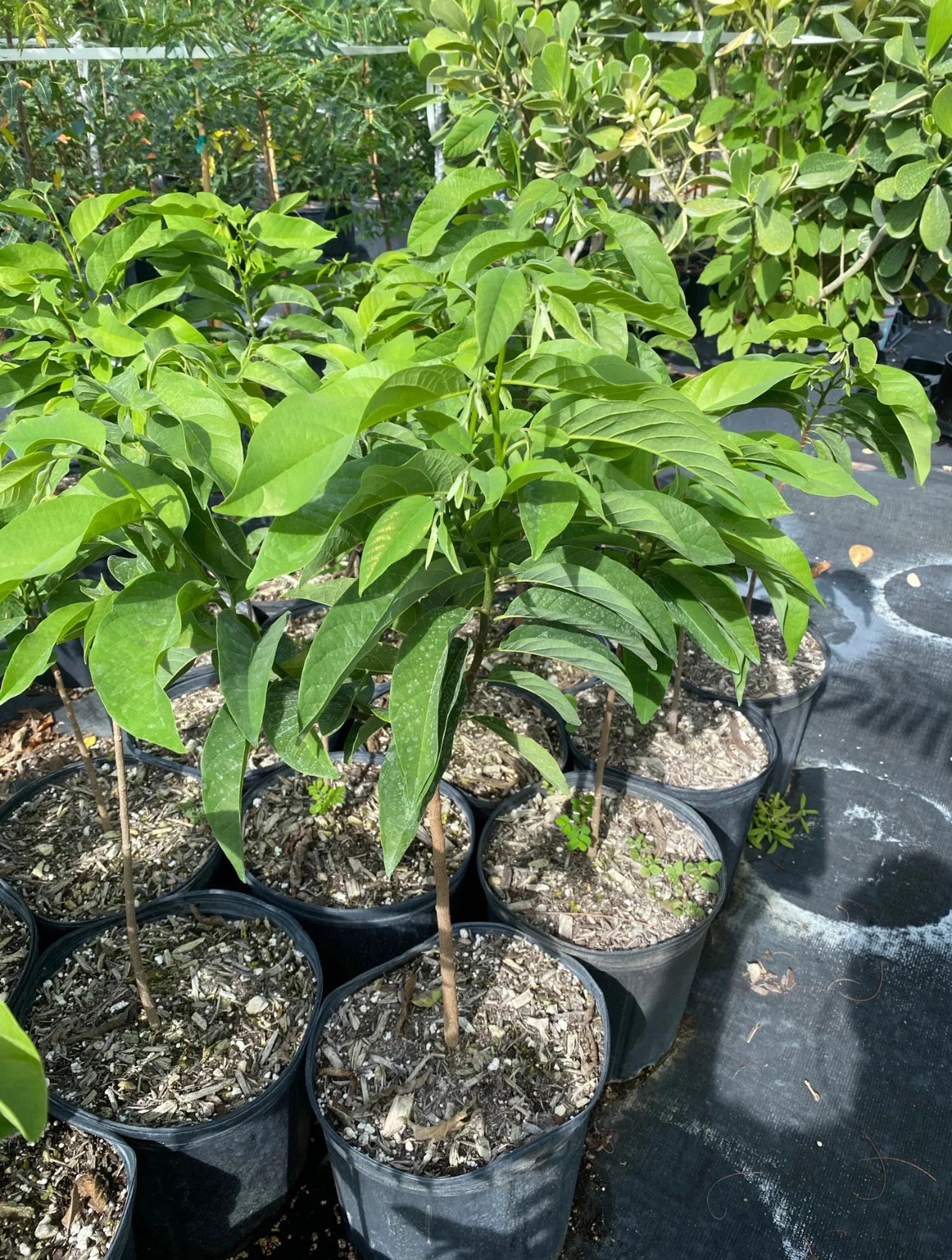 Sugar Apple Tree (3-5 Ft, 7 Gallons) | Grafted