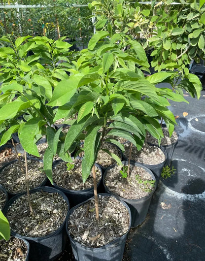 Sugar Apple Grafted Tree 2-4 Ft Tall. Ship To CA&PR