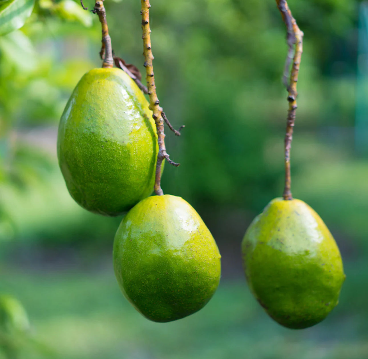 Simmonds semi dwarf Grafted Avocado Tree 2-4ft Semi dwarf. We ship to CA&PR