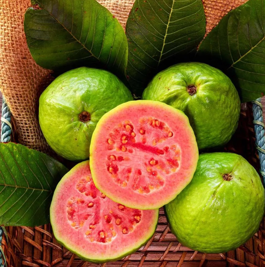 Ruby Supreme Red Guava Tree (2-4 Ft) | Air Layered, Pink Fruit