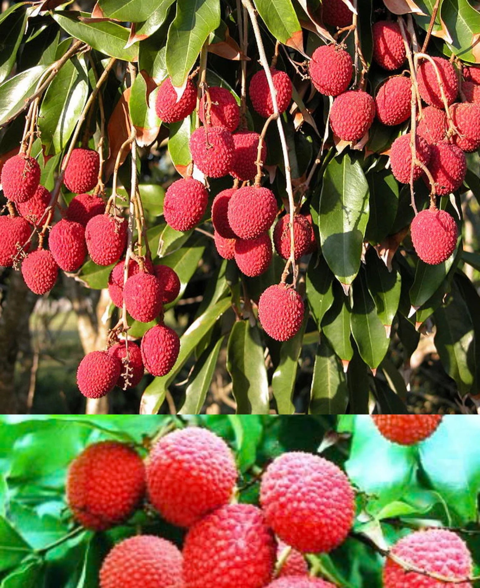 Sweetheart Lychee Tree (3-4 Ft) | Grafted, Juicy Fruit