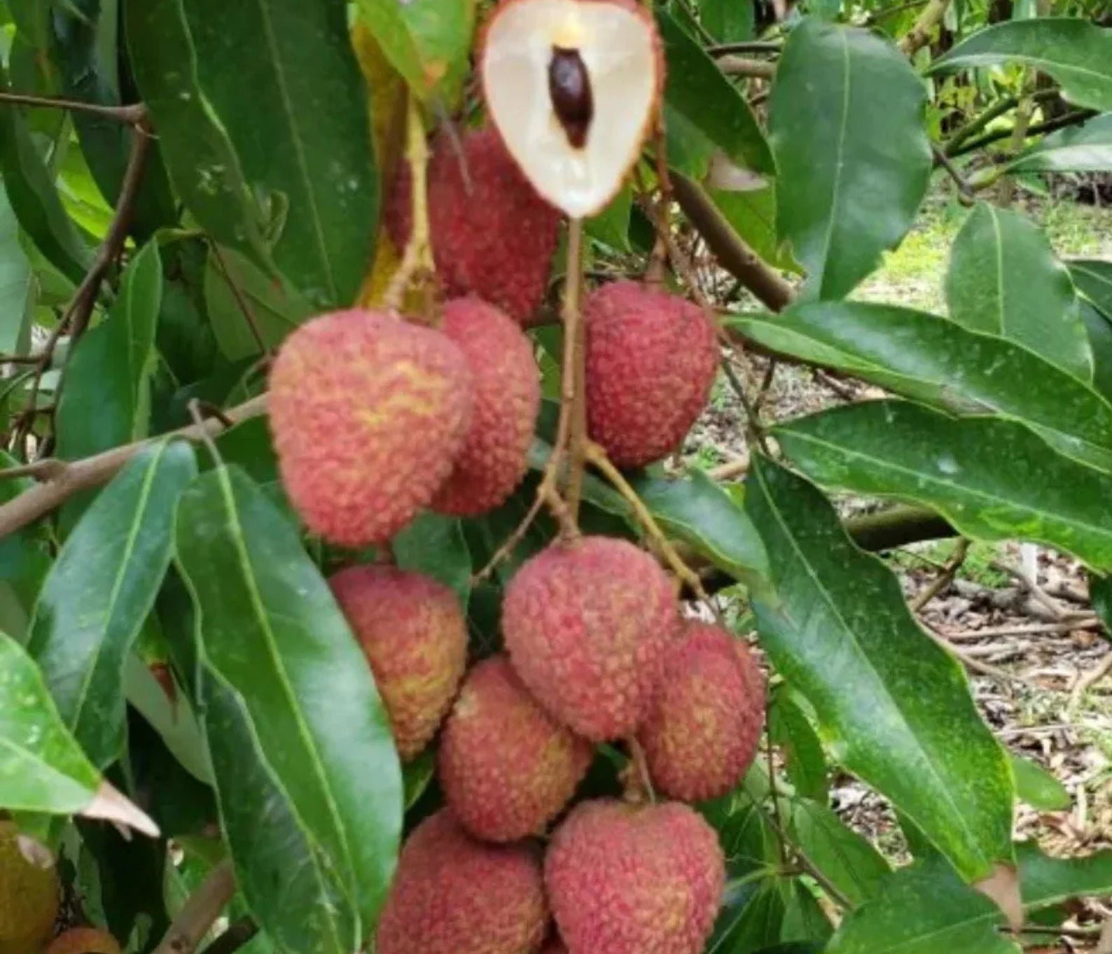 Mauritius Lychee Tree (3-4 Ft) | Air Layered