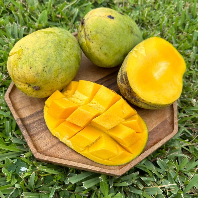 Mango Trees Supermarket | Premium Grafted Varieties Mango Trees Supermarket | Premium Grafted Varieties