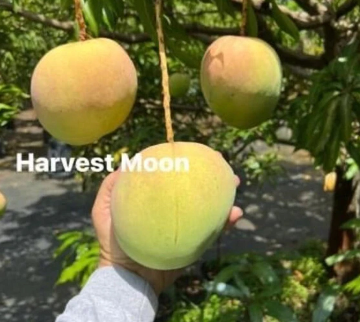 Harvest Moon grafted Mango tree supermarket. 2-4 ft tall. Ship to all states