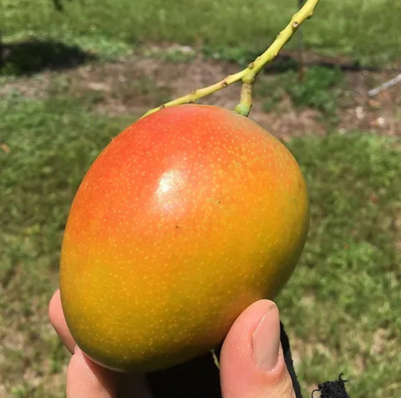 Honey kiss Mango tree supermarket GRAFTED (2-4 Feet Tall). Ship to all states