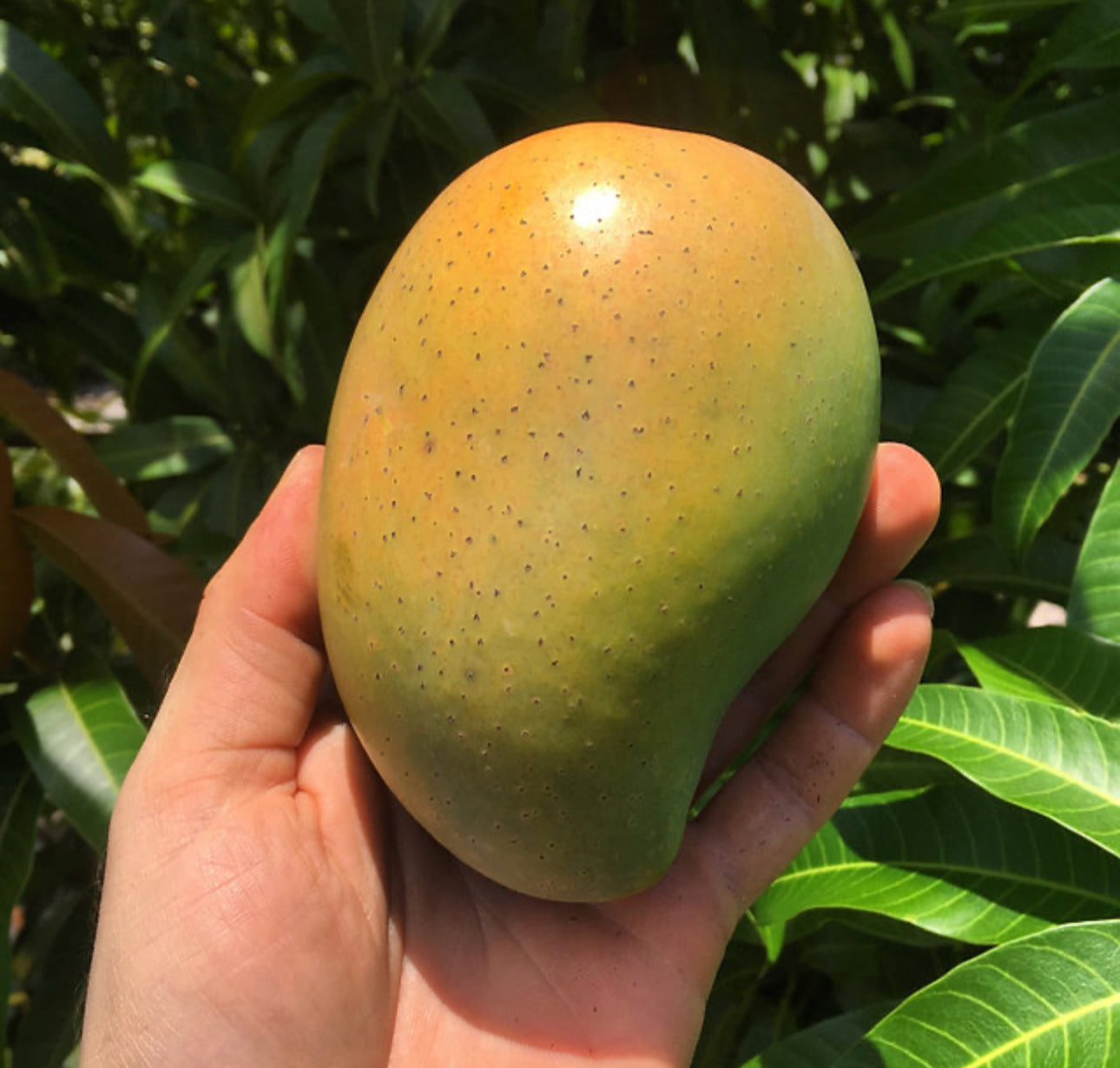 Buy Cac Mango Tree (Grafted, 2-4 Ft) | Ships Nationwide