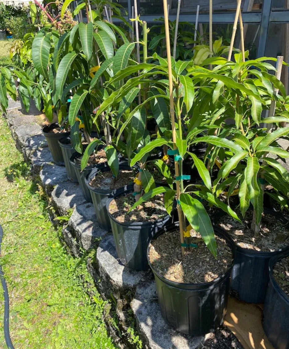Honey kiss Mango tree supermarket GRAFTED (2-4 Feet Tall). Ship to all states