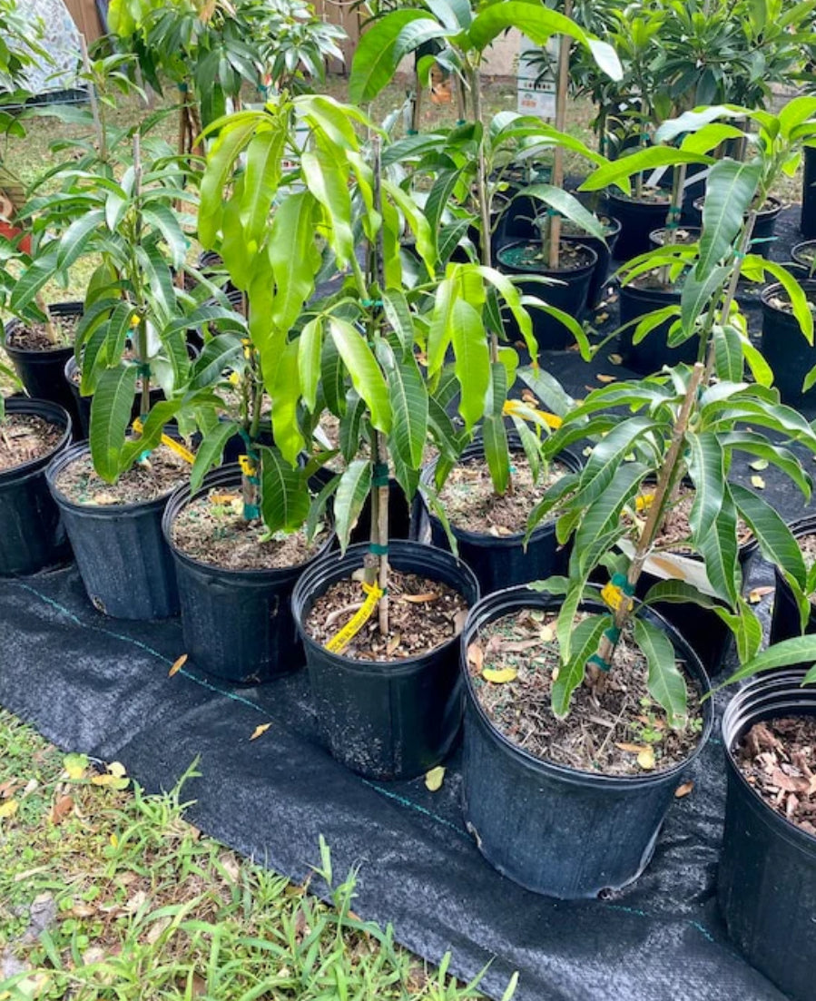 Harvest Moon grafted Mango tree supermarket. 2-4 ft tall. Ship to all states